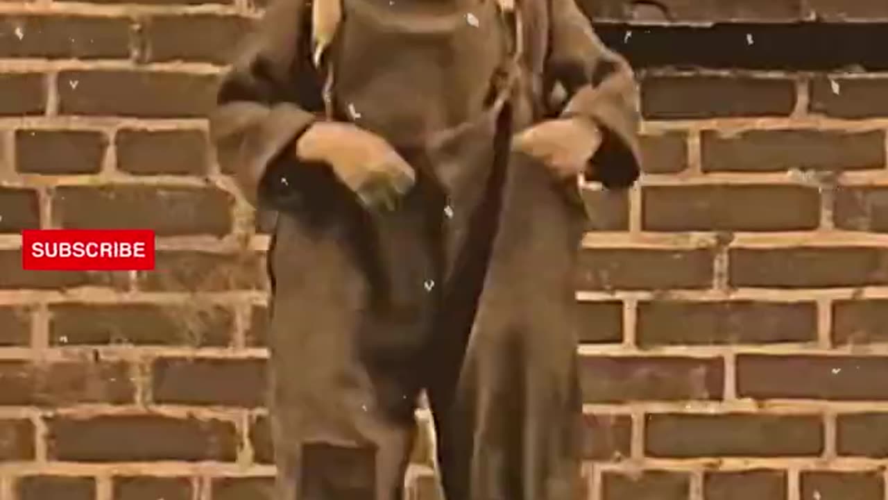Funny videoš¤©