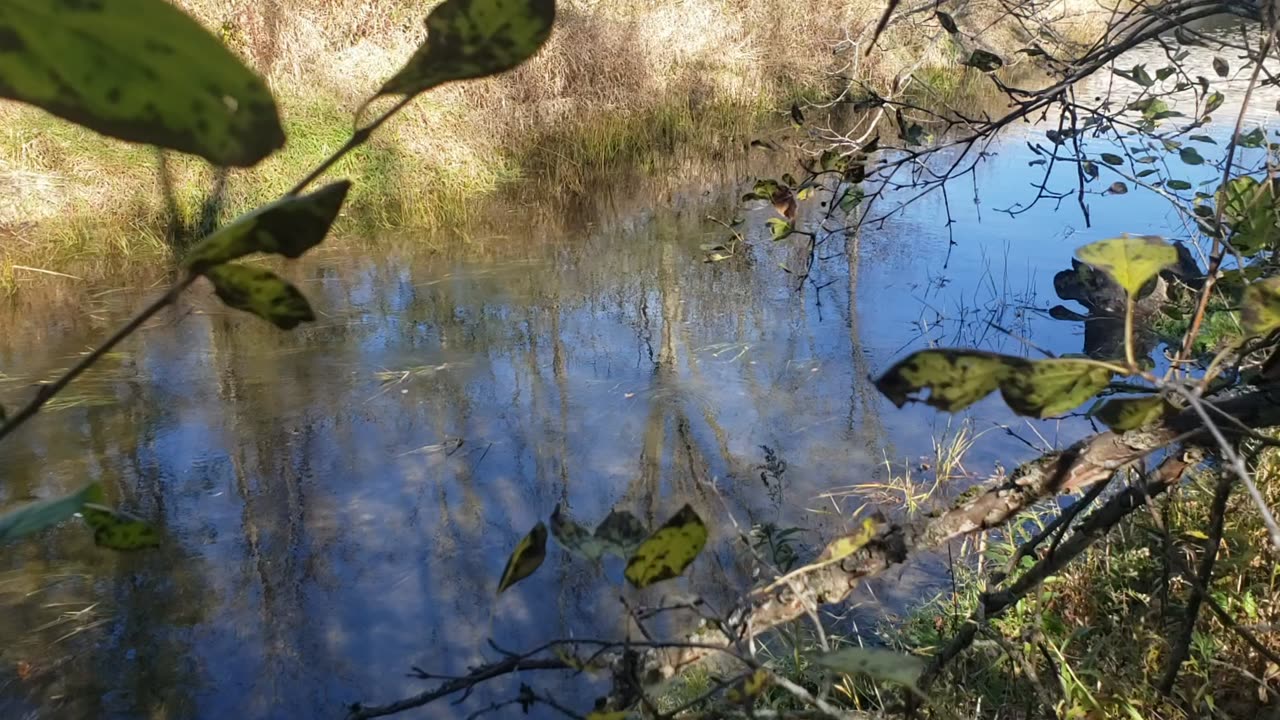 Beautiful walk in the woods