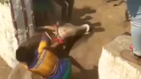 Jallikattu festival in India