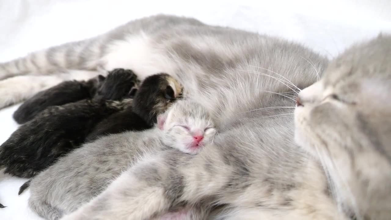 Here is a kitten on the first day of life