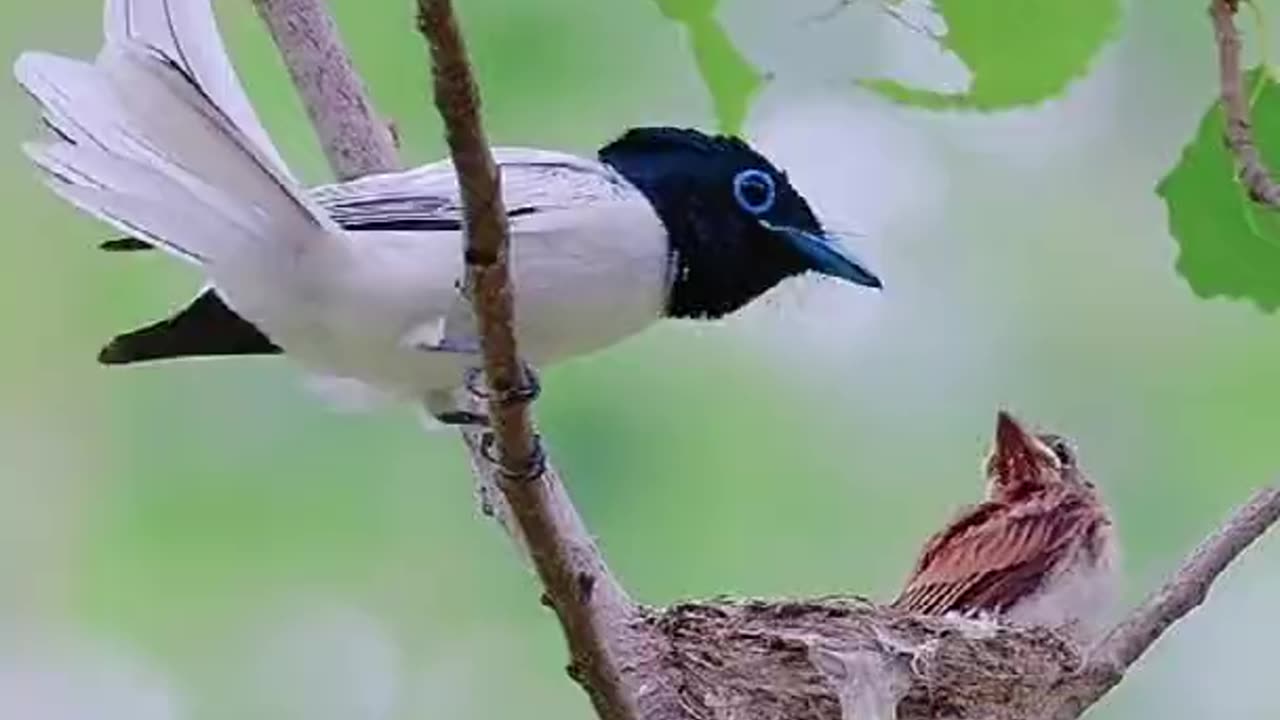 Exclusive First Look at bird eating #birding #birds