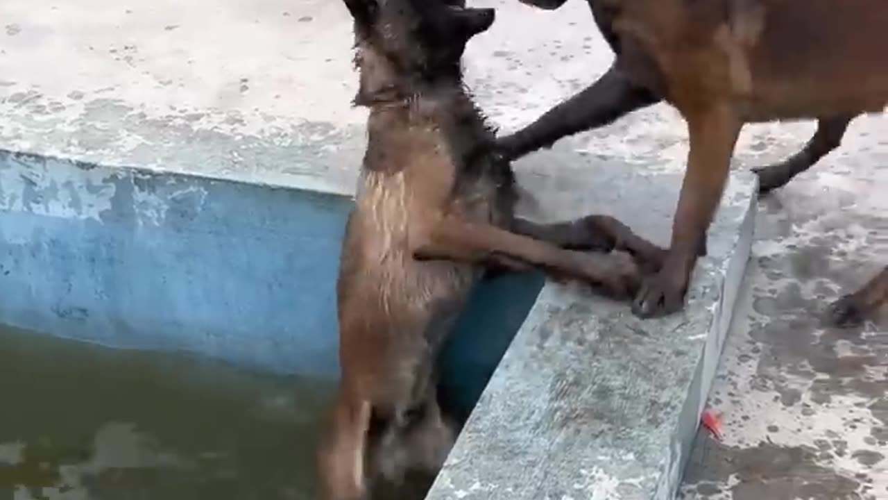 Smart dog saves best friend From Drowning