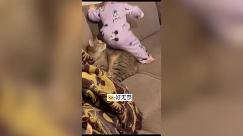 Funny Cats / Dogs - Funny Animal Videos | Try Not To Laugh Animals