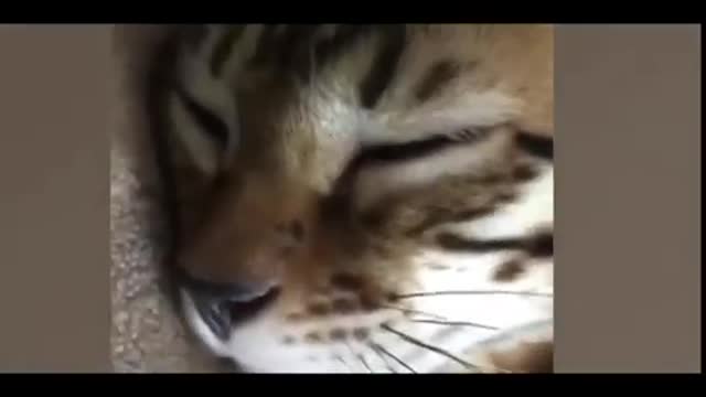 hilarious videos of cats and dogs