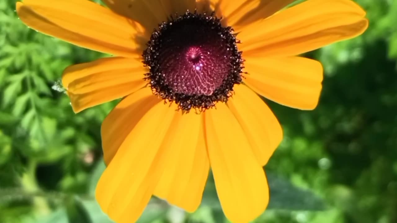 Black-eyed Susan