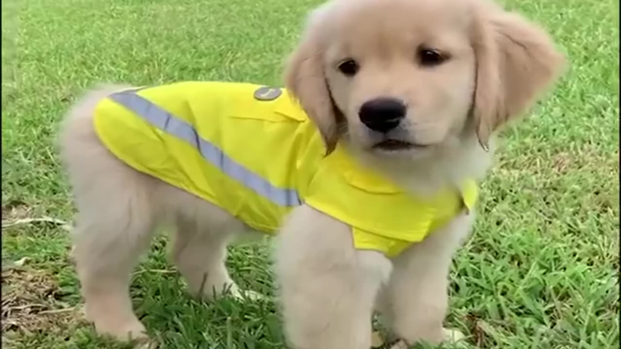 Funniest Cutest Golden Retriever puppies 6 Funny Puppy Videos - Funny Dogs