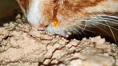 #foryoupag #fyp #animals #catsoftiktok #poor #cry #eating