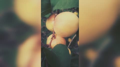 Mature Apricot