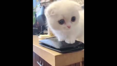 cute cute cat