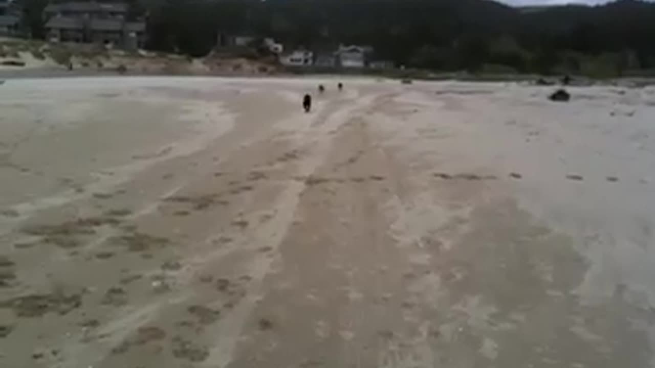 Fiona & Nimah & Krissy & Gunnar & Princess at the coast