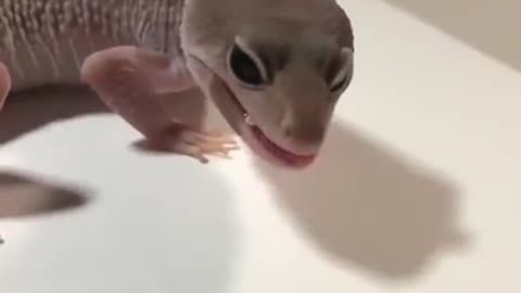 Funny trending animals video lizard video #viral #rumble