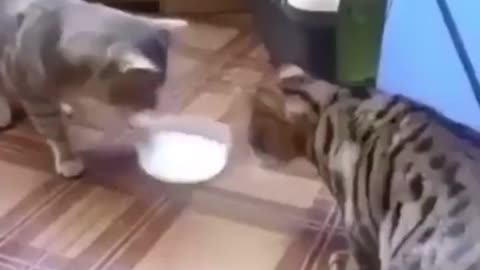 Cat sharing