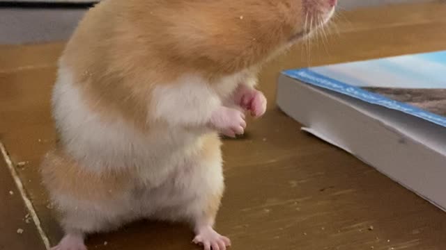 Hamster Drops Green Bean Mid Eating