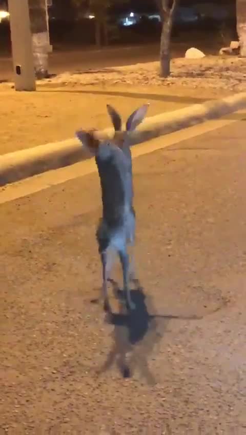 match de boxe en direct