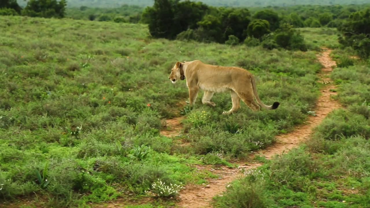 A Lion And Lioness In The Fields