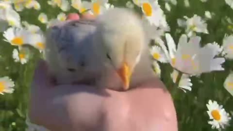 A baby bird