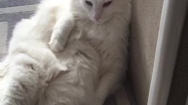 Cat sits like human