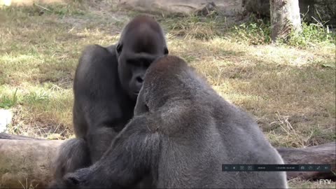 Gorillas, OBAMA'S ABCESTROS