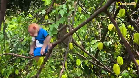 Bibi_harvests_sweet_star_fruit_for_the_baby_monkey_to_enjoy_when_it_is_hungry!(360p)