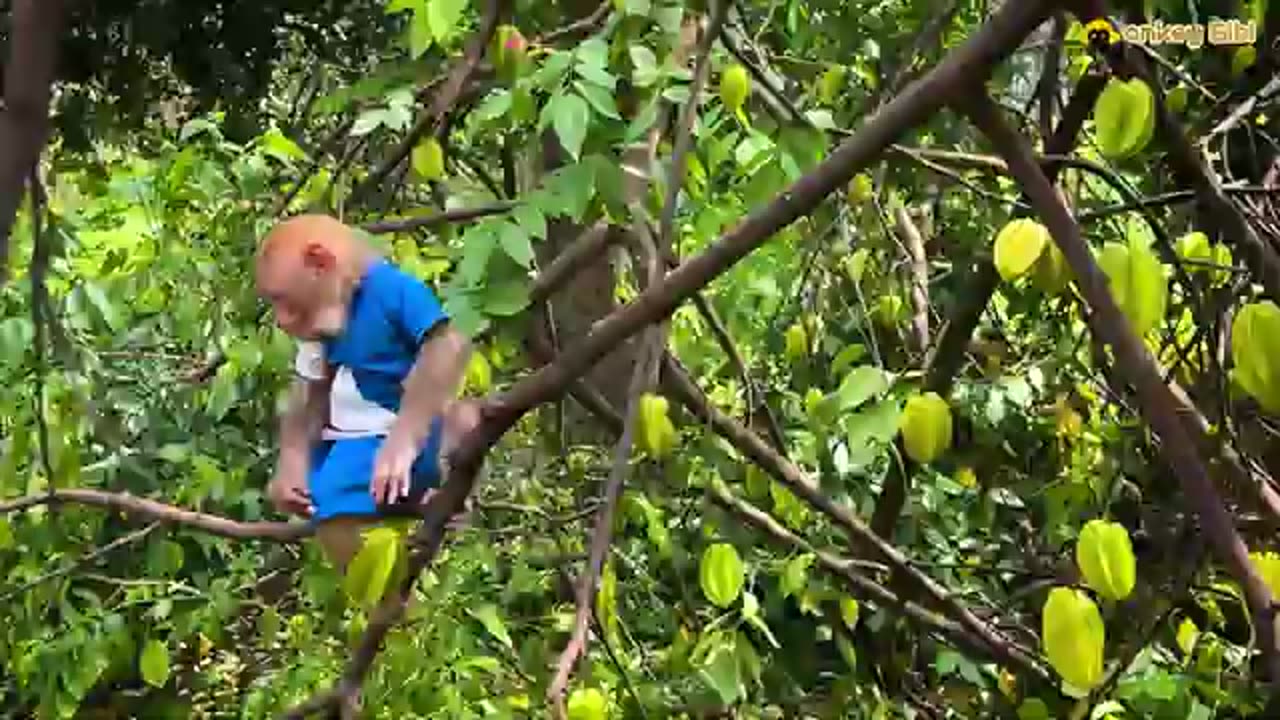 Bibi_harvests_sweet_star_fruit_for_the_baby_monkey_to_enjoy_when_it_is_hungry!(360p)