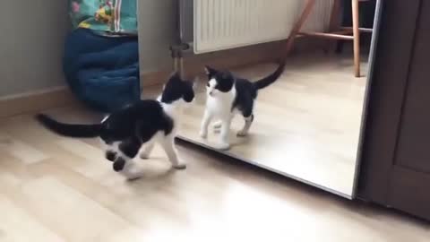 cat funny dance