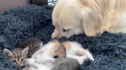 Golden Retriever Reacts to Tiny Kittens in his Bed