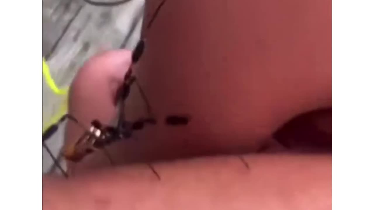 Dad scares his daughter whith a spider