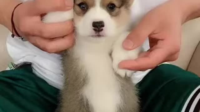 Funny Dog Video | shorts