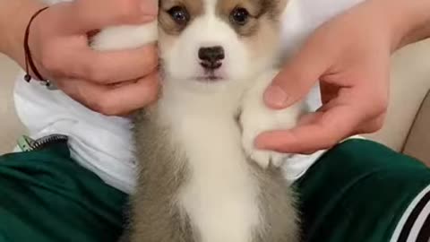 Funny Dog Video | shorts