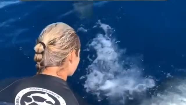 Ocean detering Tiger shark Nikki from bumping the swim ladder