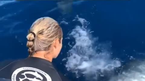 Ocean detering Tiger shark Nikki from bumping the swim ladder