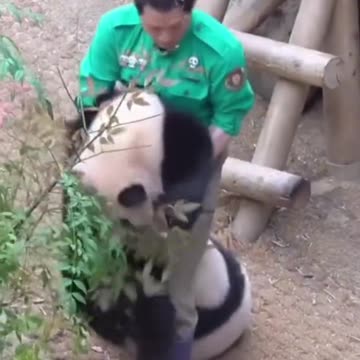 Little panda fun with caretaker 🐼