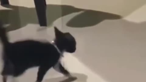 Small Kitten in Fun Mode