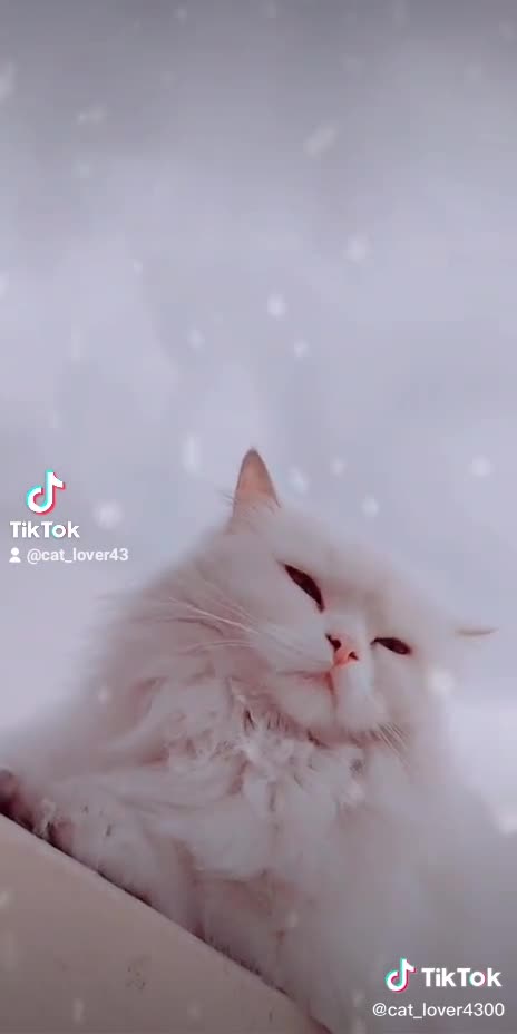 So sweet beautiful cat