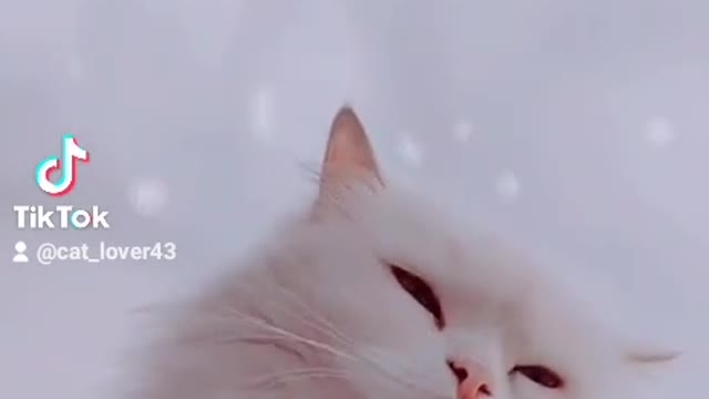So sweet beautiful cat