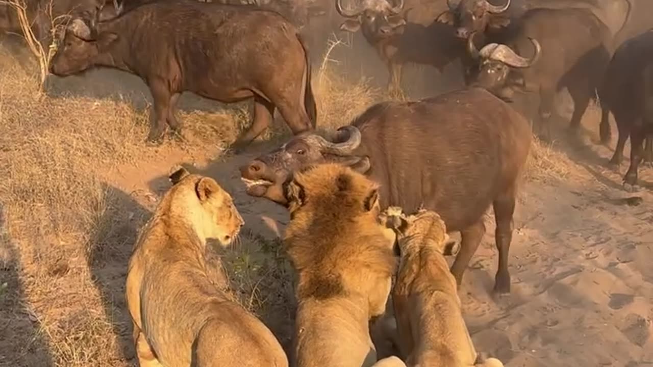 Buffalo Mom's sacrifices Herself to save her baby from lion