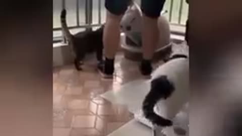 Funny animals Watch that