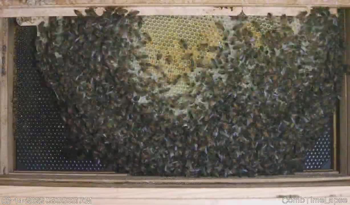 Comb Building Time Lapse 03_12_22-03_19_22