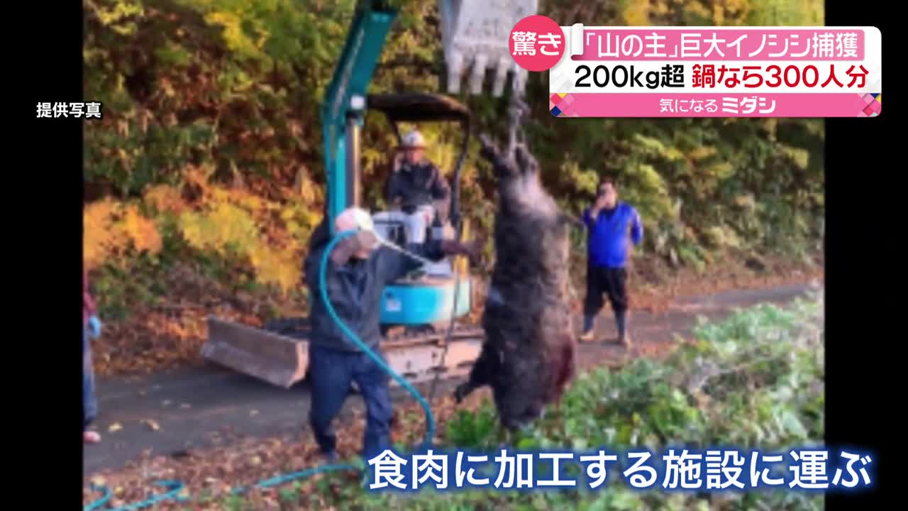 【驚き】巨大イノシシ捕獲 200kg以上…重機で運ぶ_2