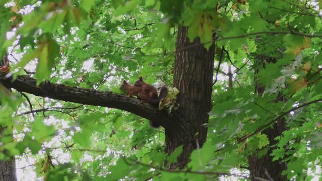 Couple squirrels