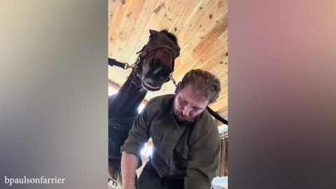 The Best Funny Horse Video it's Hard Not to LAUGH! #33