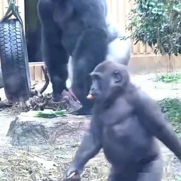 Funny Monkeys make me Happy