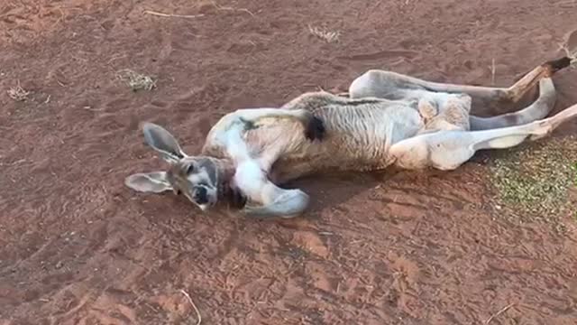 Lounging Kangaroo