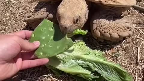 Tortoise laying eggs