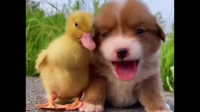 dog and duck