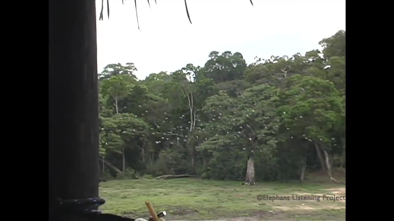 A Fascinating Encounter: African Grey Parrots at The Bai