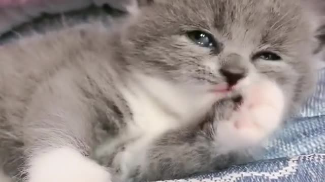 OMG So Cute Cats ♥ Best Funny Cat ❤️🐈Videos 2021 #shorts
