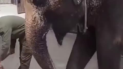 Best funny animal video