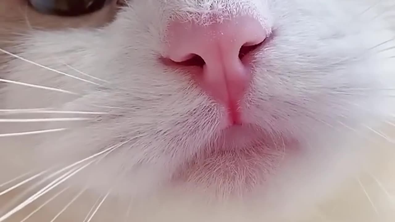 Cute cat meows