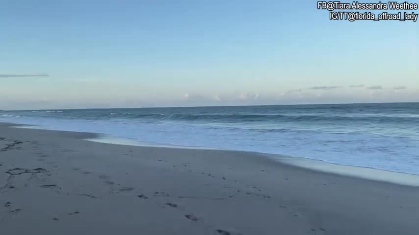 Rare Sighting of Crocodile in Sebastian, Florida